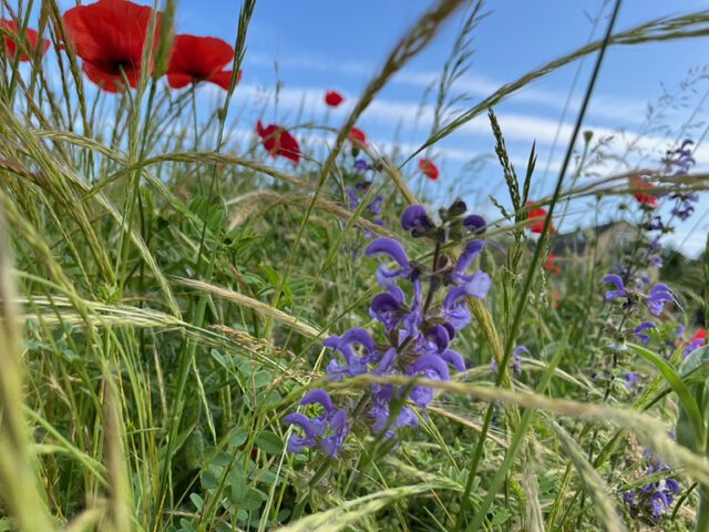 Wildblumenwiese mit rotem Klatschmohn und violettem Salbei