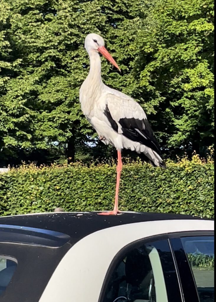 Storch auf Autodach