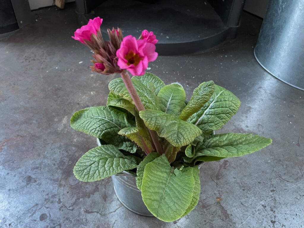 pinke hochsteige Schlüsselblume im Zinktopf